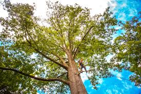 Trusted Cedar Ridge, CA Tree Removal Experts