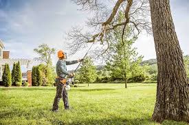 How Our Tree Care Process Works  in  Cedar Ridge, CA